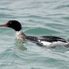 日本　2024年3月14日　伊良湖岬の野鳥たち