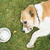 愛犬の皮膚疾患はどれだろう？５つの原因を紹介