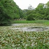 石神井公園_三宝寺池（東京都練馬区）