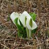 胎内市・地本の水芭蕉 2023