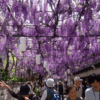 泉南の藤祭りと石綿碑