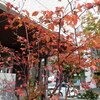 秋の深まりを求めて「イチョウ並木」ほか街中を視察！！