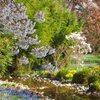 Season of cherry blossoms