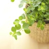運気をグンと高める『観葉植物』５選！？