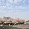 上野公園の桜