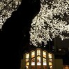 自由学園明日館の夜桜