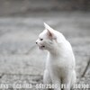 地元の神社で猫撮り