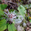 コウヤボウキ　〜荒神山〜