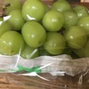 実りの秋です。