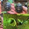 5/28 Turtle Garage Meeting 予告 ヒョウモンガメ