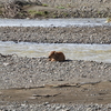 Red Dog on a Sandbar