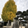 眞幡神社の御神木の大銀杏、色づいてきました。とても、気持ちいいです。