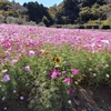 【伊勢志摩国立公園】山の中のコスモス園と馬券が買える道の駅