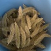 イネ科雑草の実の焙煎で作る雑穀麦茶、これは有効な活用方法なんよね。