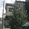 木槿