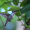 シロハラエメラルドハチドリ White-bellied Emerald