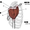 筋肉の解剖学シリーズpart⑦