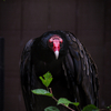家篭り/6月17日【ハワイ留学】