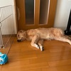 成犬用ドッグフード