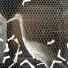 讃岐白鳥駅と白鳥神社。酉年の人に行ってほしい、鳥がかわいい神社（香川県東かがわ市）