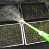 セルトレイ栽培のタマネギ苗に液肥をかける