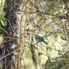 ムジヒトリツグミ Slate-colored Solitaire