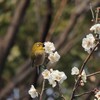 梅が咲いて春の気配がしてくると不安になるのです。