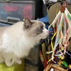 猫じゃらし探検と追いかけっこ、そして夜の小事件