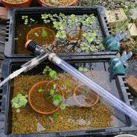 メダカには赤玉土と軽石 桐生砂 どっちがいいのか試してみた 池にカエルと金魚と白メダカ メダカには赤玉土と軽石 桐生砂 どっちがいいのか試してみた 池にカエルと金魚と白メダカ