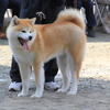 Sat. 秋田ものがたり・ 秋田犬