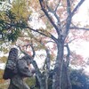 遅れて色付くとあるカエデの木