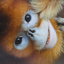 旅する金絲猴、思惟する金絲猴