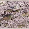 お花見ウォーキング（その１）（2026.03　Ｎｏ.25）