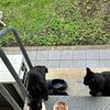 今朝の野良猫たち