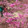 気温がぐんぐん上昇、北高上緑地のコバノミツバツツジが見ごろを迎えました。里山を紫色に美しく染めています。