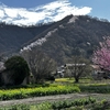 安曇野桜百景　光城山