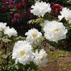 神代植物公園・ぼたん園より1