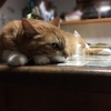 土曜日の恋猫！