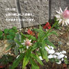 以前に挿し木した貝細工　花が咲きそうです。