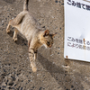 隣県西部離島のねこさん