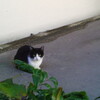 猫　その６
