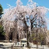 【京都の桜の穴場】千本釈迦堂のしだれ桜でお花見したつもり（動画あり）♪