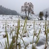 ルウさん、初雪遊び♪