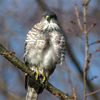 雀鷹（ツミ）♀