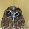 フクロウの日常生活チャンネルを紹介するにゃ 2