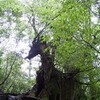 縄文杉〜荒川登山口(復路)