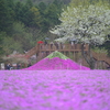 雨芝桜world ～前編～