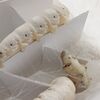 【10/15訂正・出展キャンセルしました】京都・いきもにあに出展します