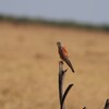 ヒメチョウゲンボウ(Lesser Kestrel)など