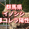 【速報】群馬県のイノシシ豚コレラ２匹陽性反応あり！！